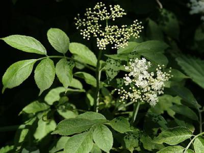 sabugueiro